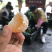 **福建早蜜桔.青蜜桔.落地配社区团购一件代发