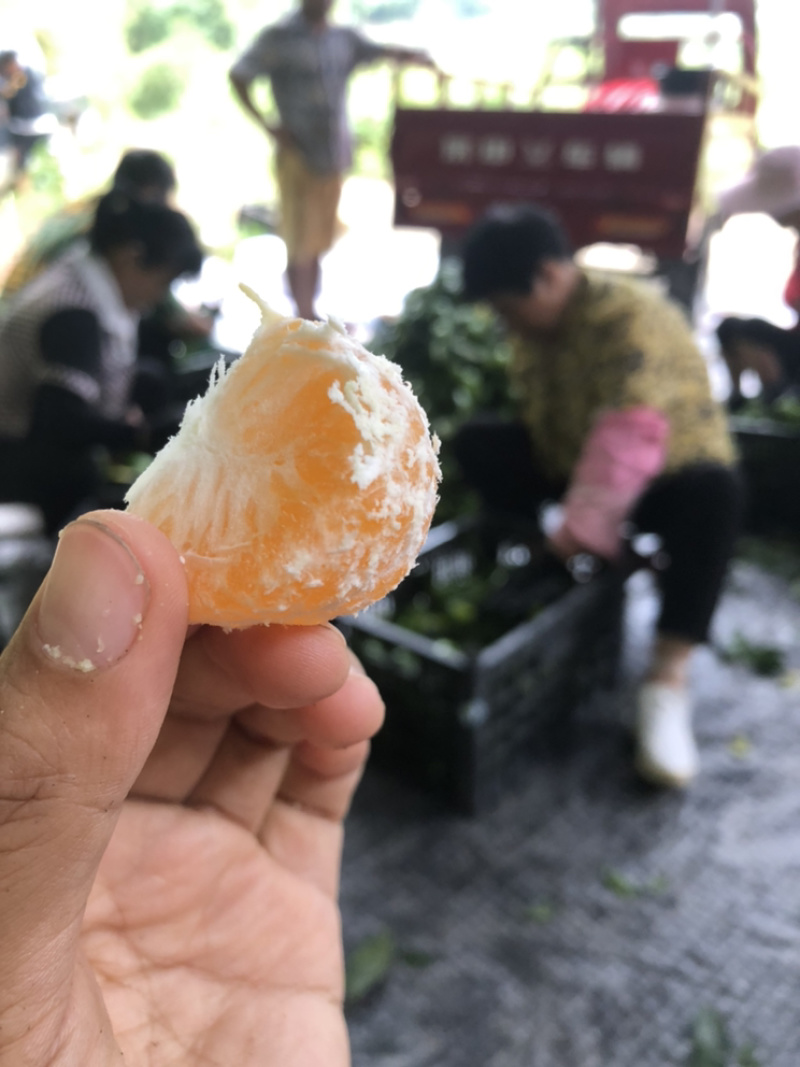**福建早蜜桔.青蜜桔.落地配社区团购一件代发