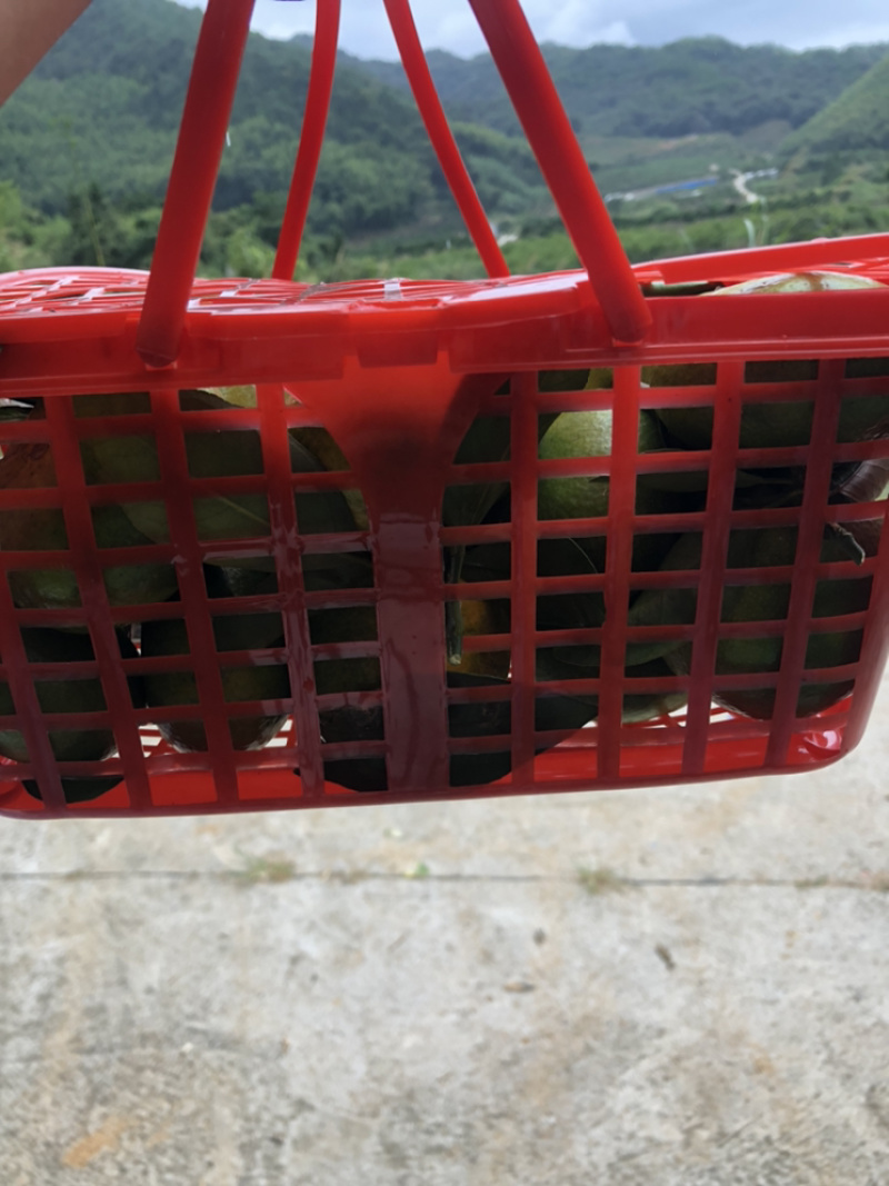 **福建早蜜桔.青蜜桔.落地配社区团购一件代发