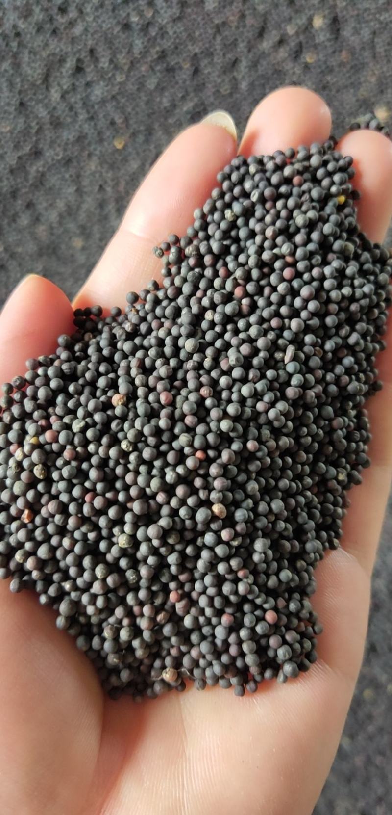 湖北油菜籽本地油菜籽精品净菜籽毛菜籽出油率高油色金黄