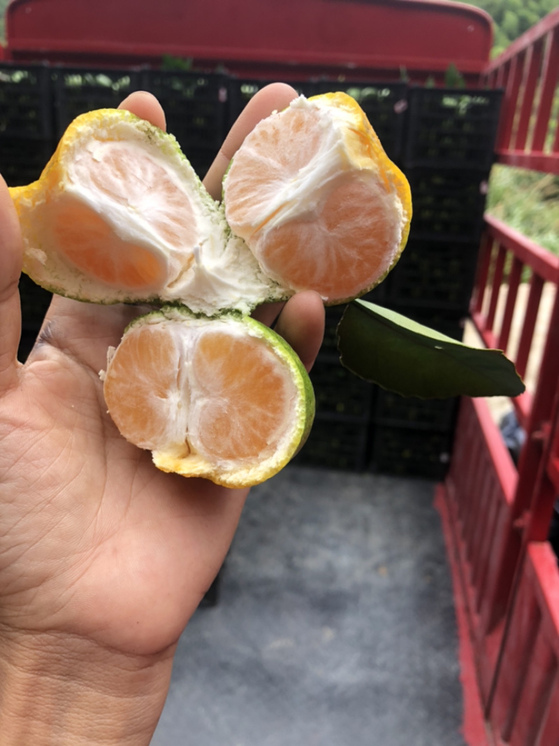 **福建早蜜桔.青蜜桔.落地配社区团购一件代发