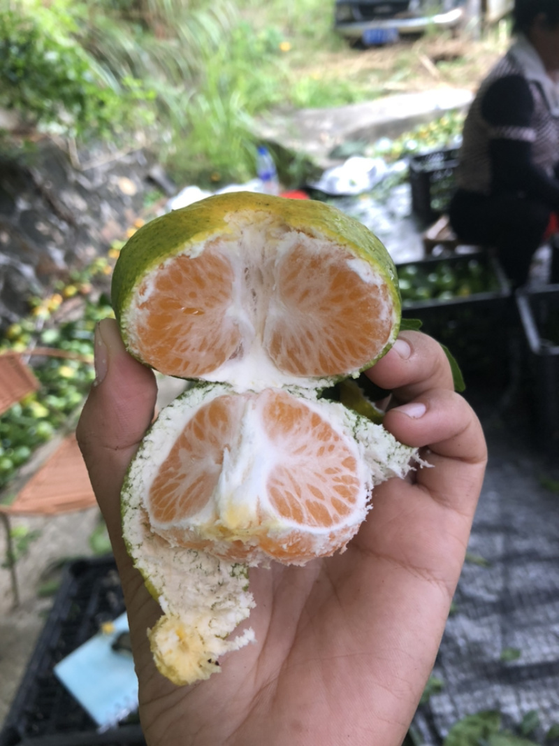 **福建早蜜桔.青蜜桔.落地配社区团购一件代发