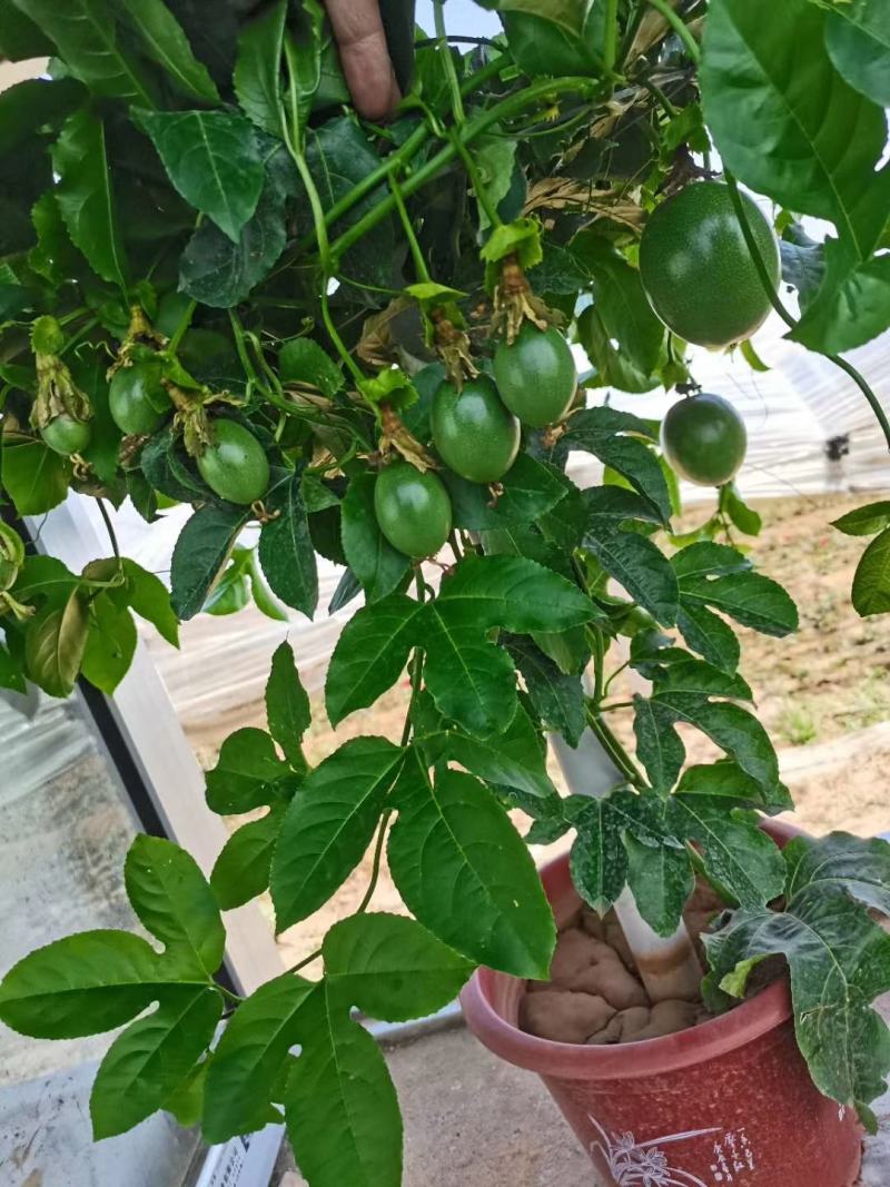 百香果盆栽，质量非常好