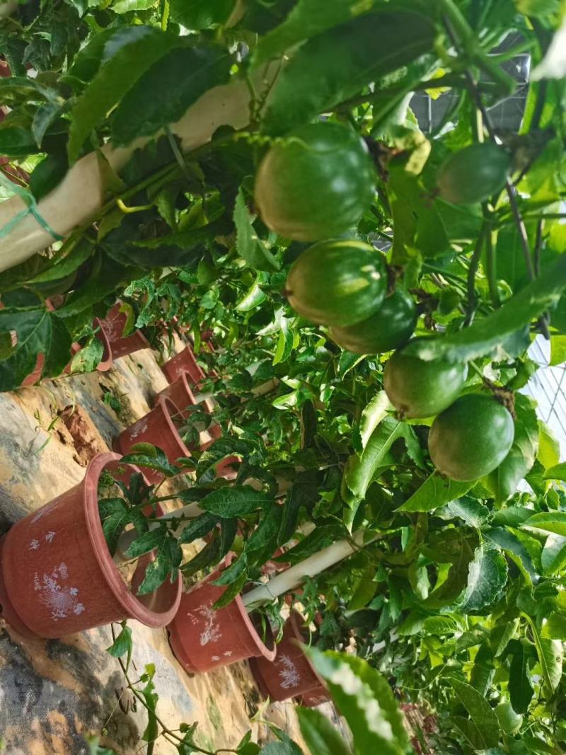 百香果盆栽，质量非常好