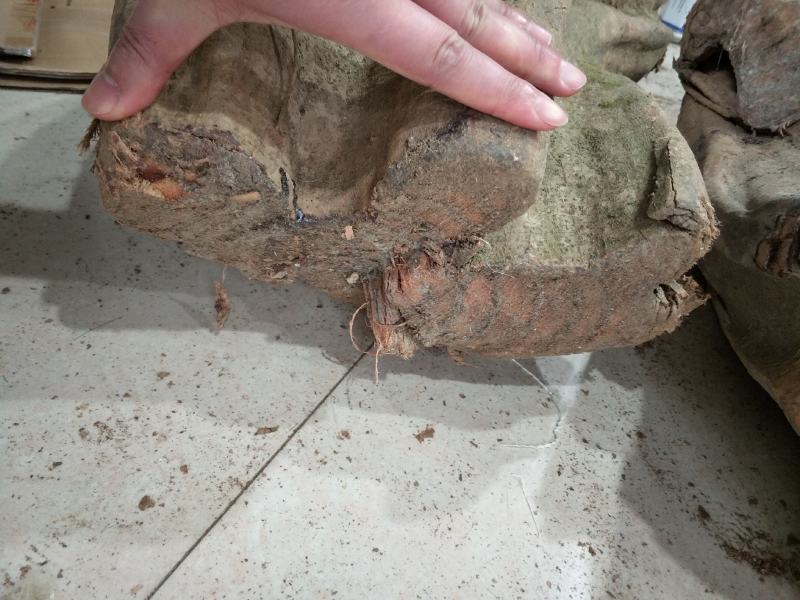 鸡血藤广西原产地鸡血藤产地直销鸡血藤