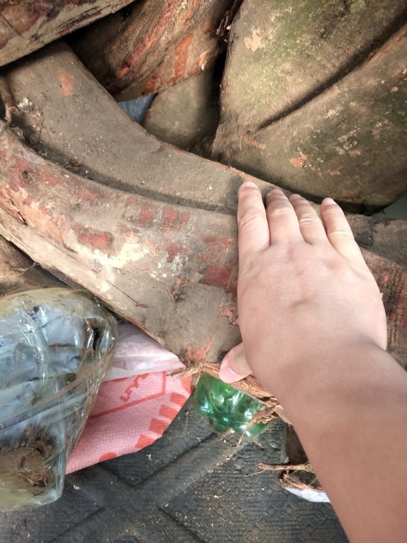 鸡血藤广西原产地鸡血藤产地直销鸡血藤
