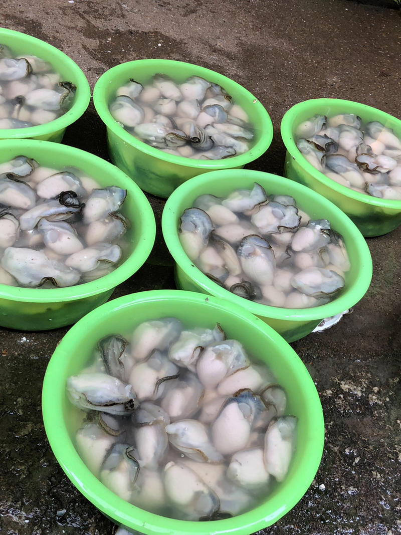 一手货源专业批发海蛎子生蚝净蚝肉大量有货
