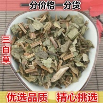 野生三白草500g水木通五路白白水鸡