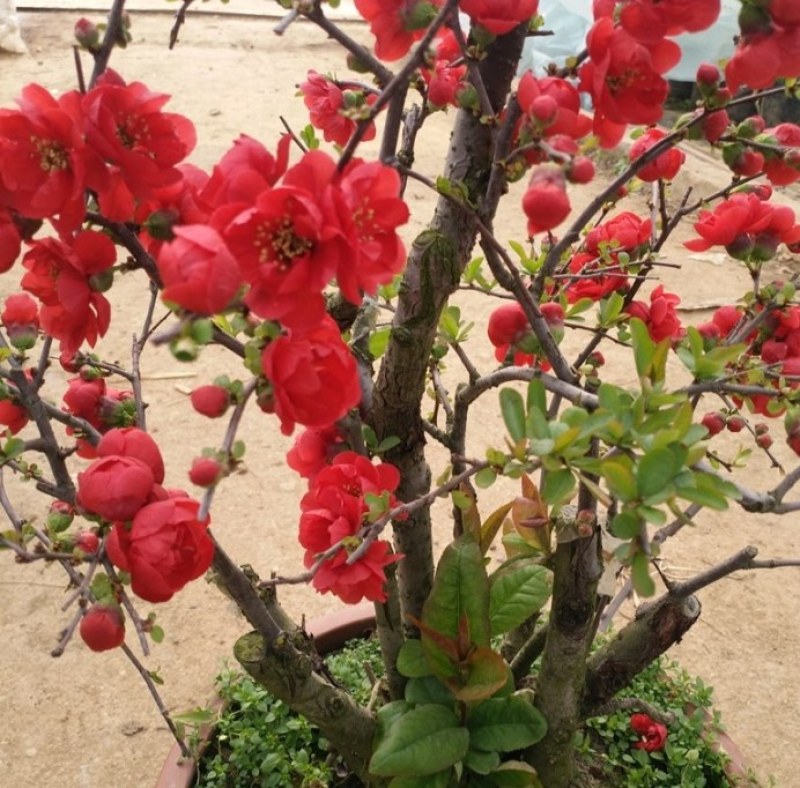 海棠花盆栽四季开花海棠树苗盆景老桩花卉植物室内阳台好养的