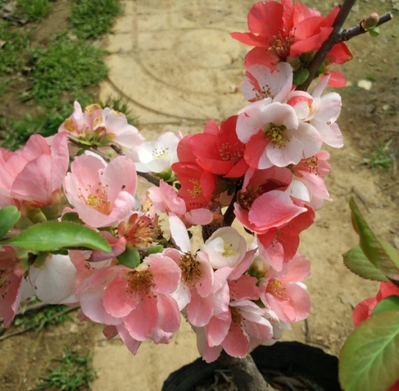 海棠花盆栽四季开花海棠树苗盆景老桩花卉植物室内阳台好养的