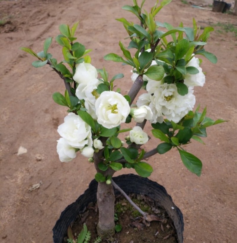 海棠花盆栽四季开花海棠树苗盆景老桩花卉植物室内阳台好养的