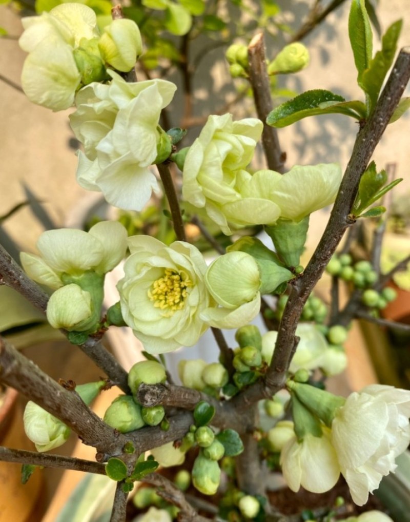 海棠花盆栽四季开花海棠树苗盆景老桩花卉植物室内阳台好养的