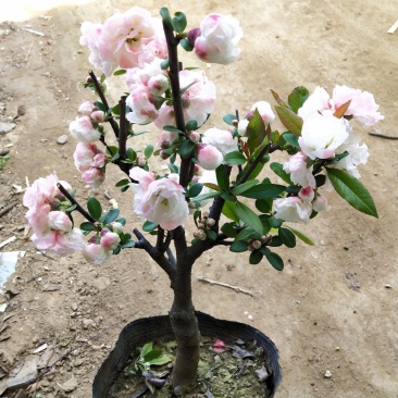 海棠花盆栽四季开花海棠树苗盆景老桩花卉植物室内阳台好养的