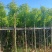 供应：大量4公分到12公分的香樟