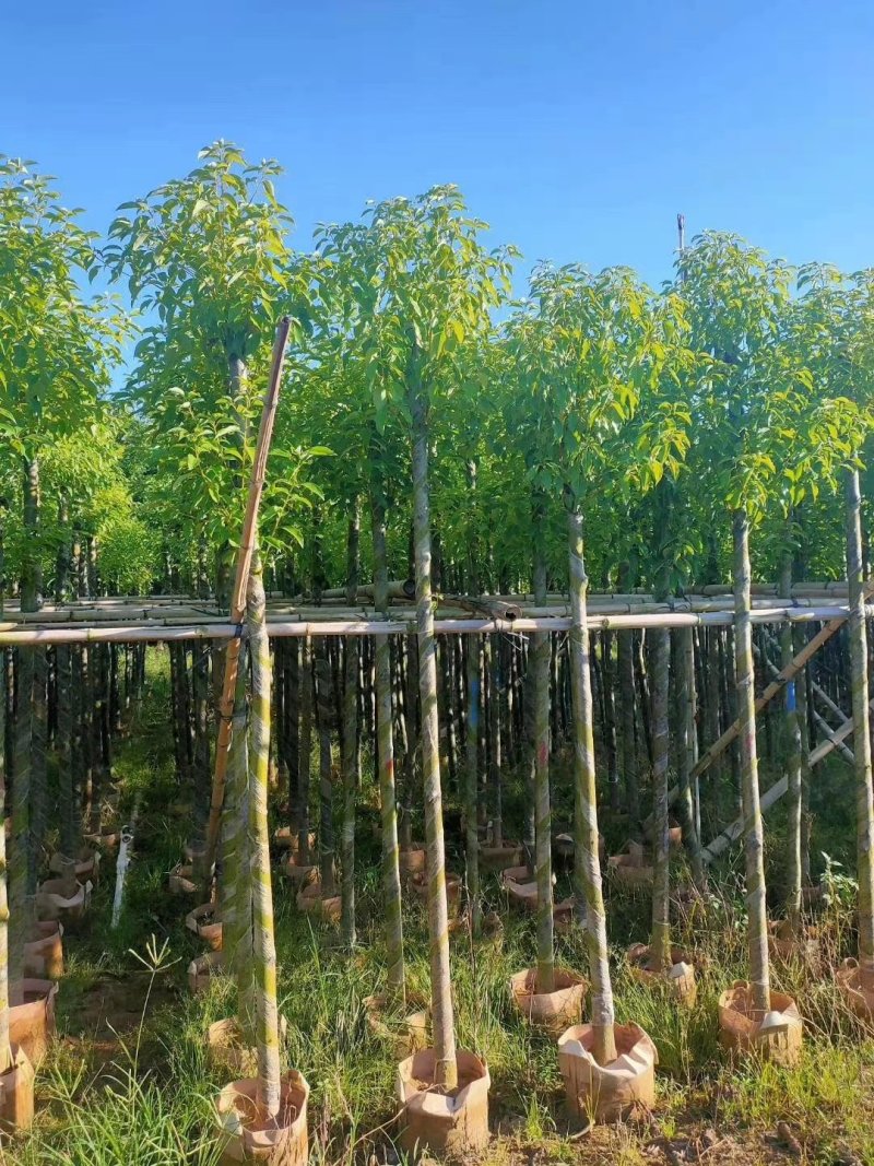 供应：大量4公分到12公分的香樟