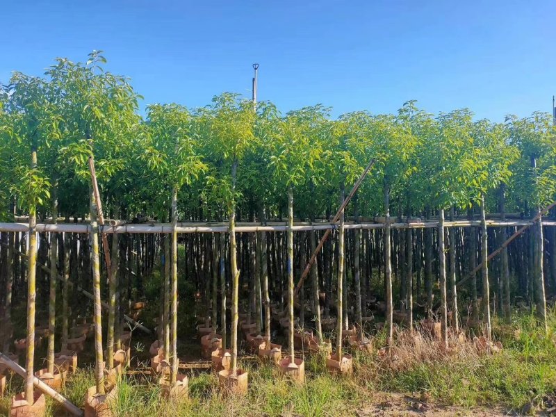 供应：大量4公分到12公分的香樟