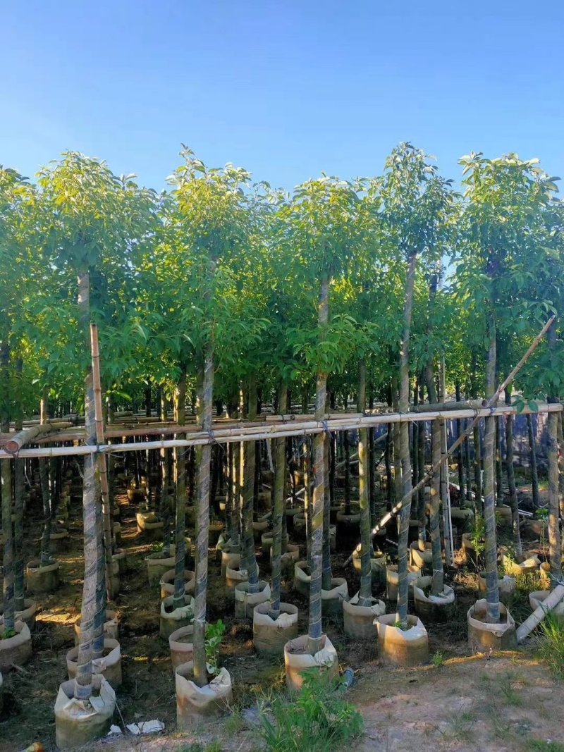 供应：大量4公分到12公分的香樟