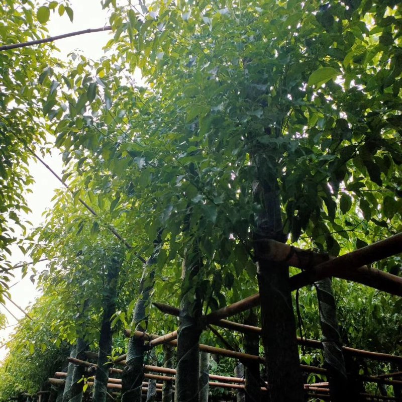 供应：大量4公分到12公分的香樟