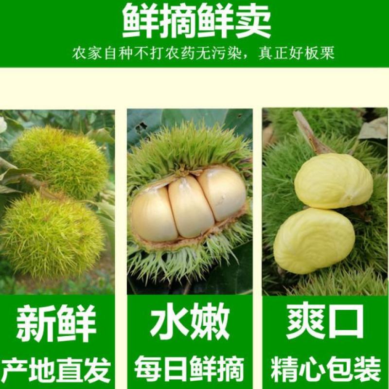 批发零售板栗野生板栗