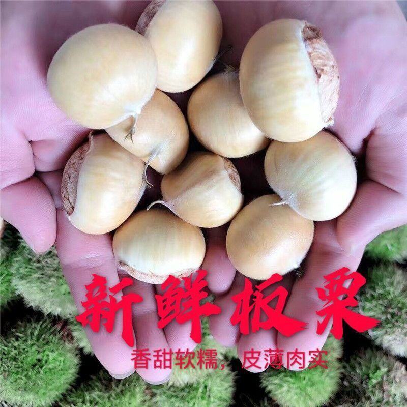 批发零售板栗野生板栗