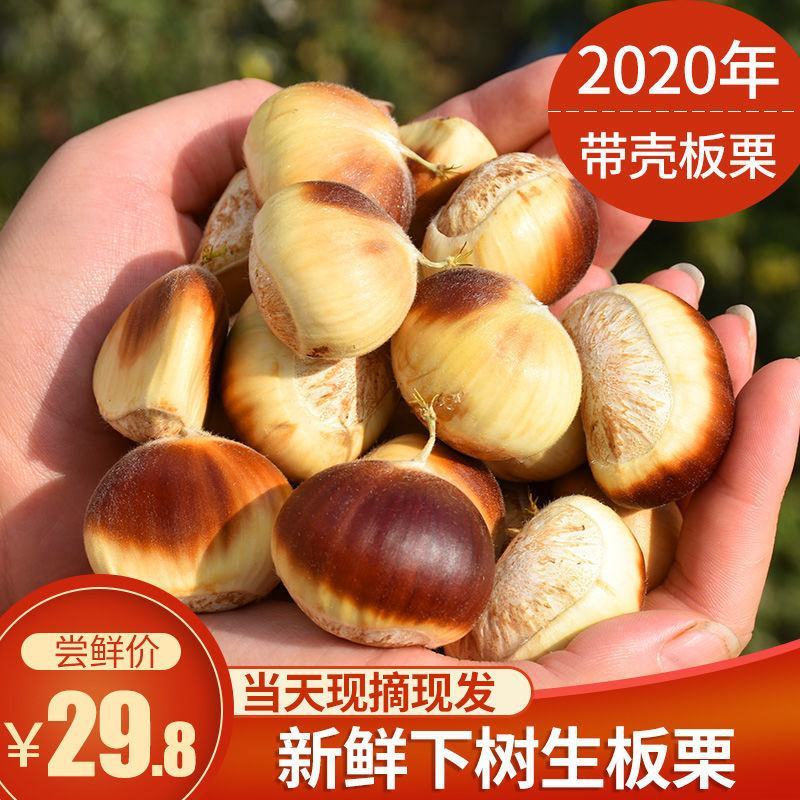 批发零售板栗野生板栗