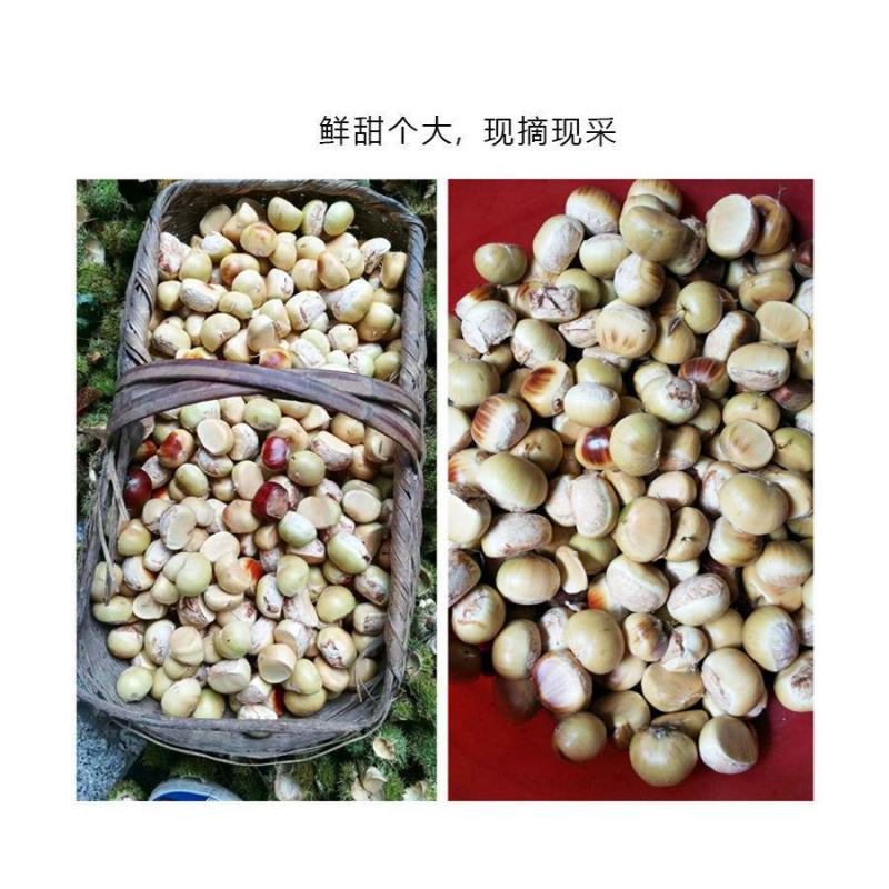 批发零售板栗野生板栗