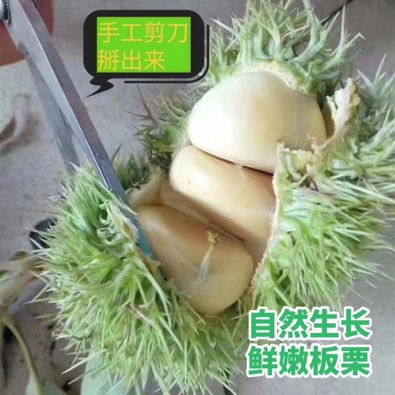 批发零售板栗野生板栗