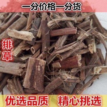 排草500g香料排草钓鱼香排草香草