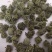 三七花，云南文山，三年花，关书药业批发中药材…