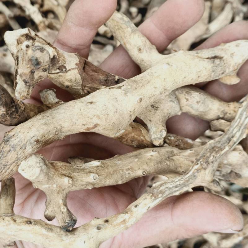 穿地龙地龙骨串地龙泡酒料东北野生穿山龙500g中药材穿龙