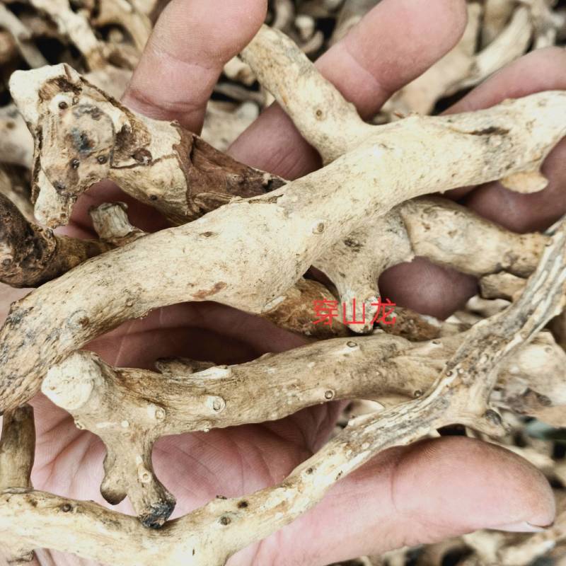 穿地龙地龙骨串地龙泡酒料东北野生穿山龙500g中药材穿龙
