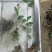 山茶花，山茶花苗，大红茶花，茶花苗品种茶花云系山茶花