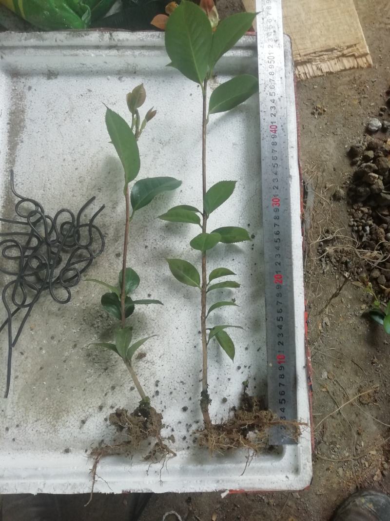 山茶花，山茶花苗，大红茶花，茶花苗品种茶花云系山茶花