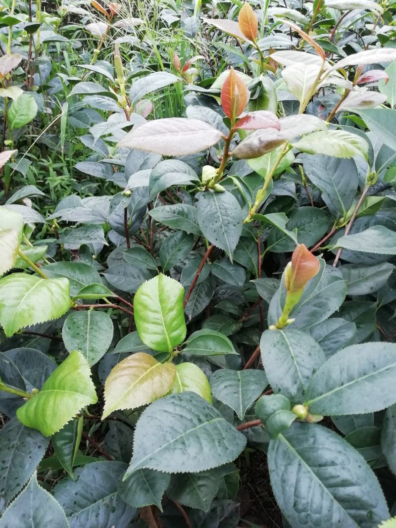 山茶花，山茶花苗，大红茶花，茶花苗品种茶花云系山茶花