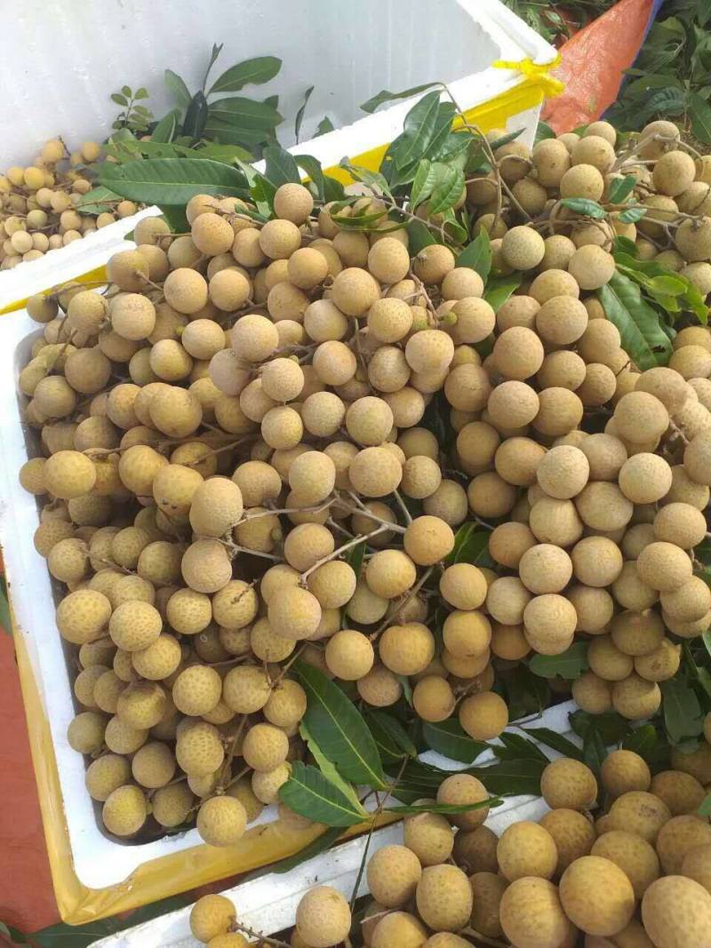 越南龙眼，个头大，口感好，