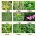 除草剂23%草铵膦精喹禾灵乙羧氟草醚三元复果园杂草除草剂
