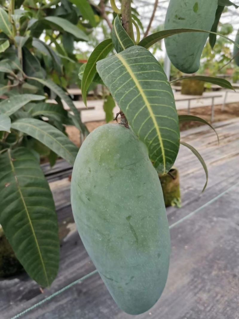 嫁接金煌芒果苗杯苗土球苗裸根包邮质量保证量购批发价