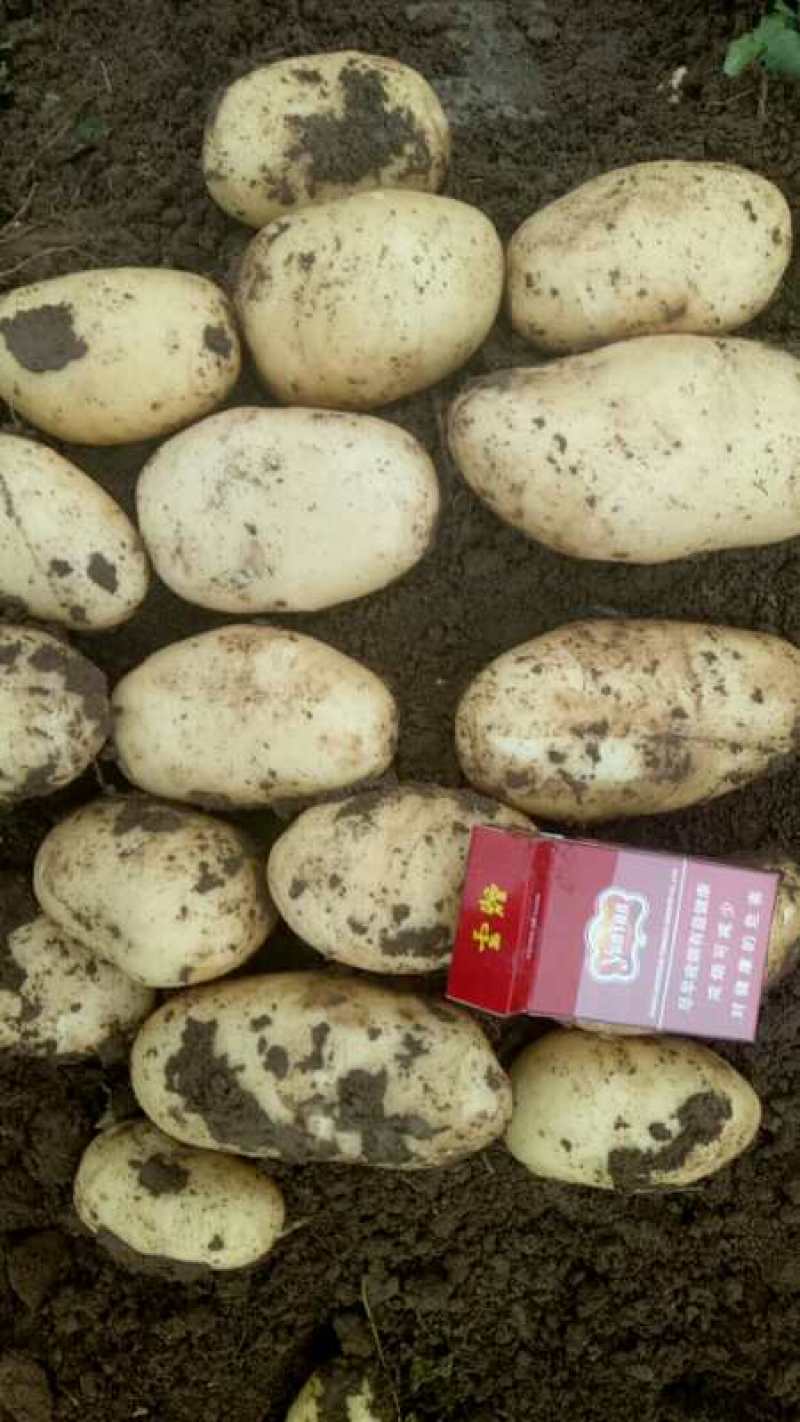 希森6黄皮黄心各个品种都有微系列806.709九恩荷兰