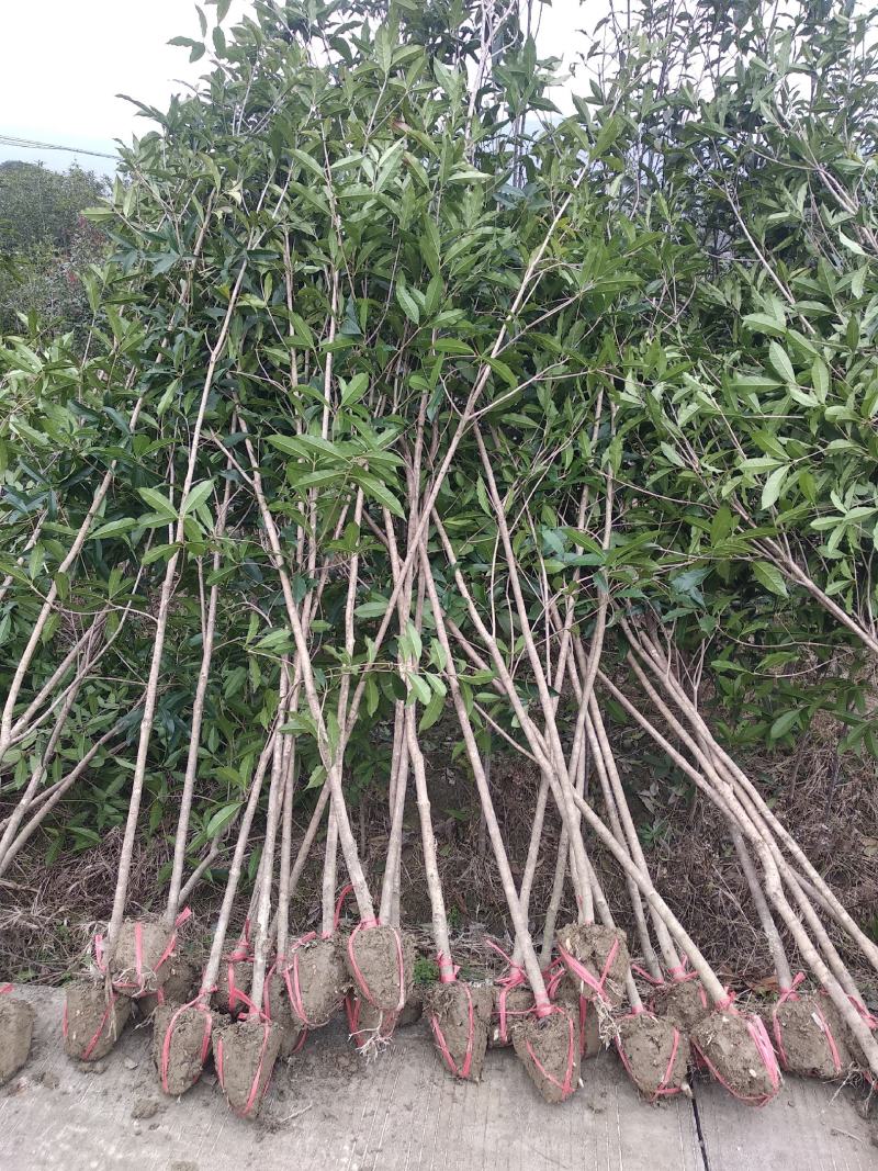 金桂桂花苗桂花树苗园林桂花树苗绿化自产自销批发价