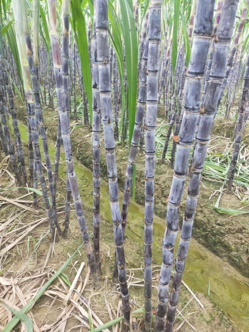 广东韶关翁源甘蔗准备上市了，粗，壮，高，周仔代办