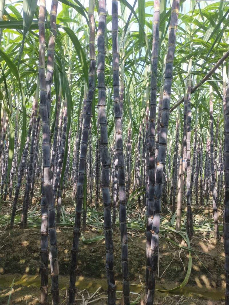 翁源黑皮甘蔗，马上上市，一手代办，诚信合作，信誉第一