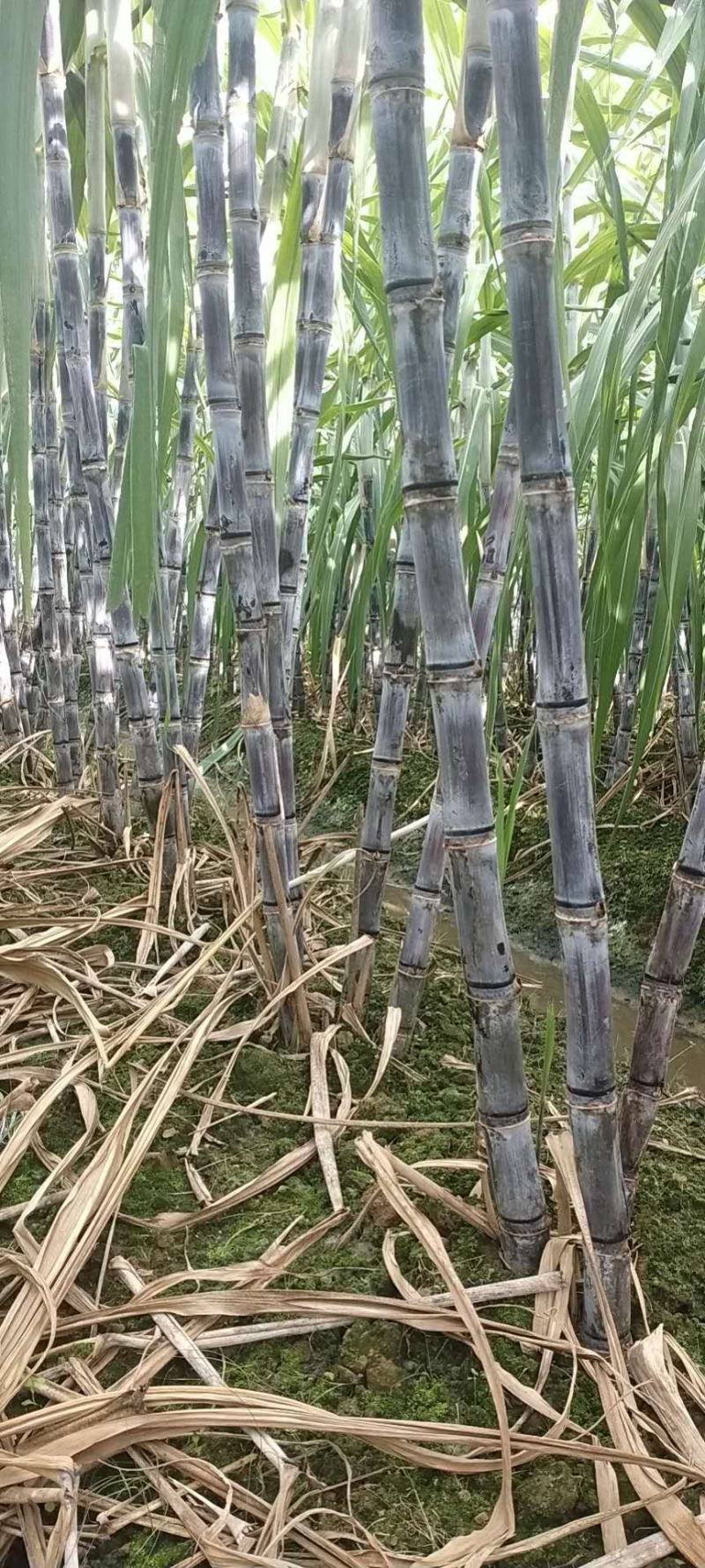 翁源黑皮甘蔗，马上上市，一手代办，诚信合作，信誉第一