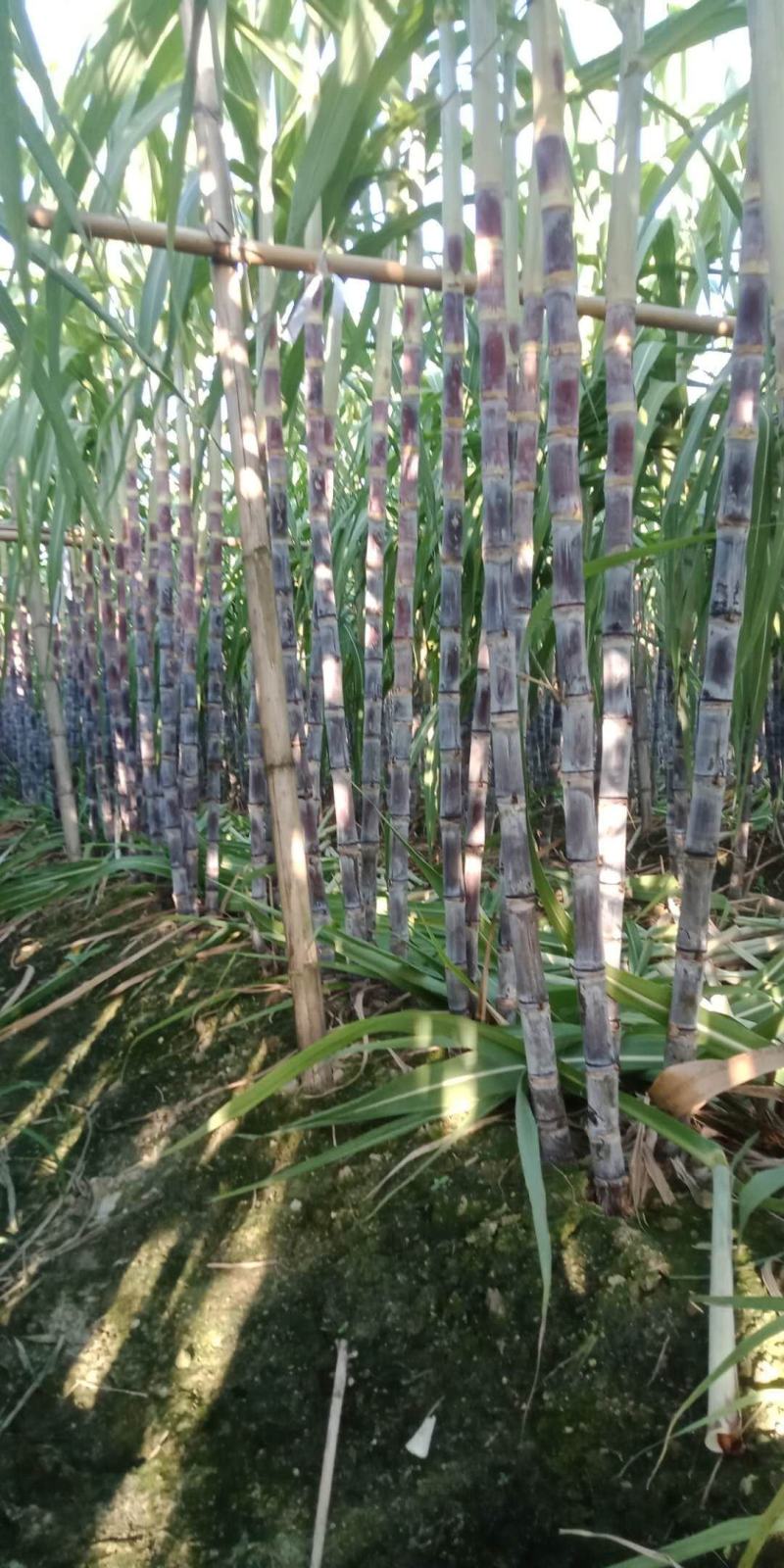 翁源黑皮甘蔗，马上上市，一手代办，诚信合作，信誉第一