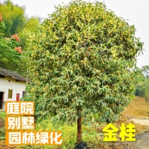 桂花树八月桂金桂黄金金桂金桂树自产自销批发价