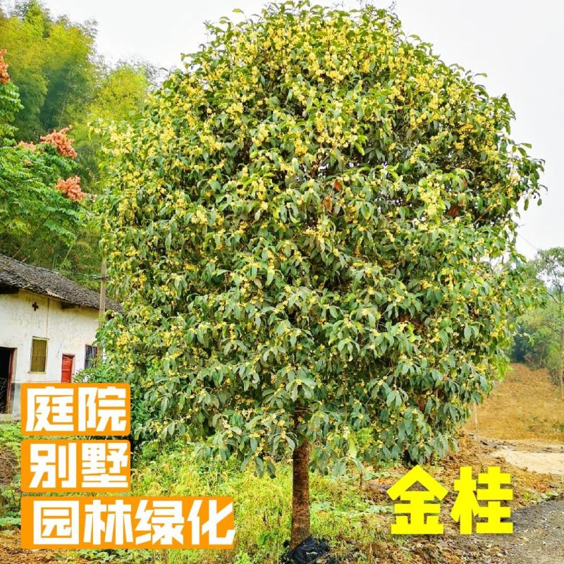 桂花树八月桂金桂黄金金桂金桂树自产自销批发价