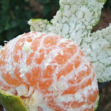 永州江永回龙圩特早密桔