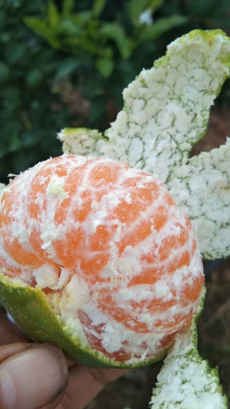 永州江永回龙圩特早密桔
