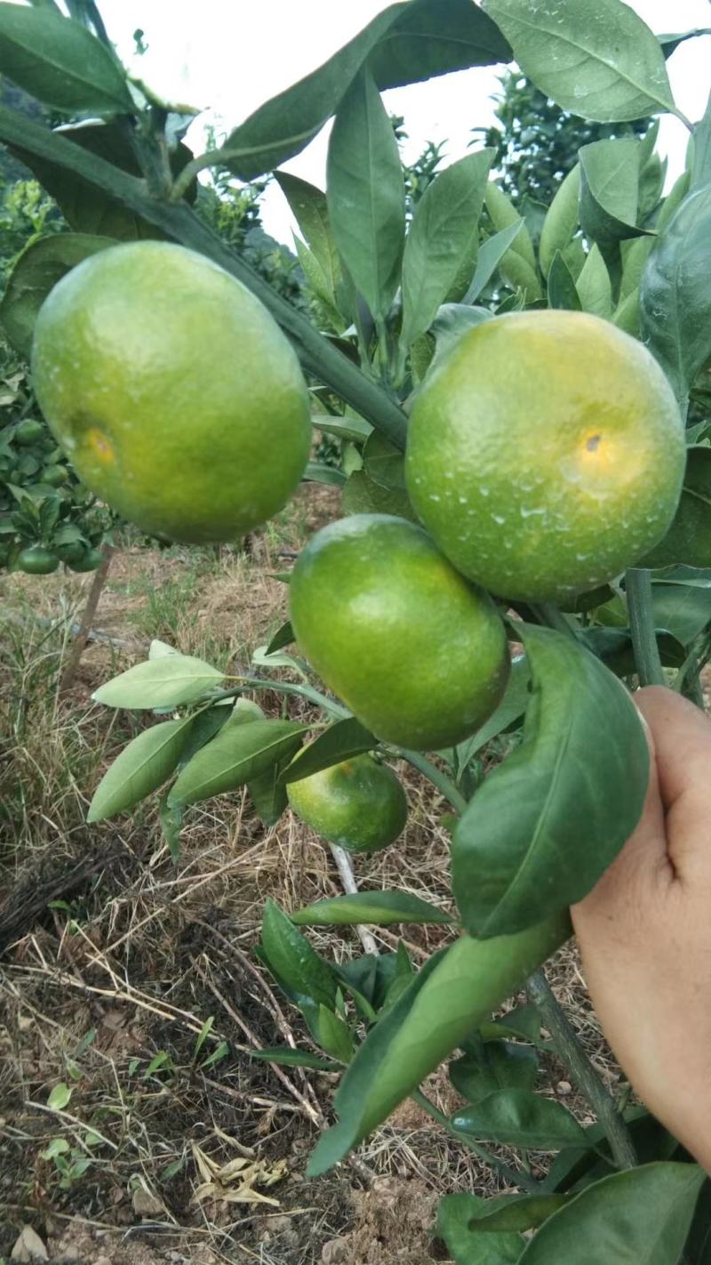 永州江永回龙圩特早密桔