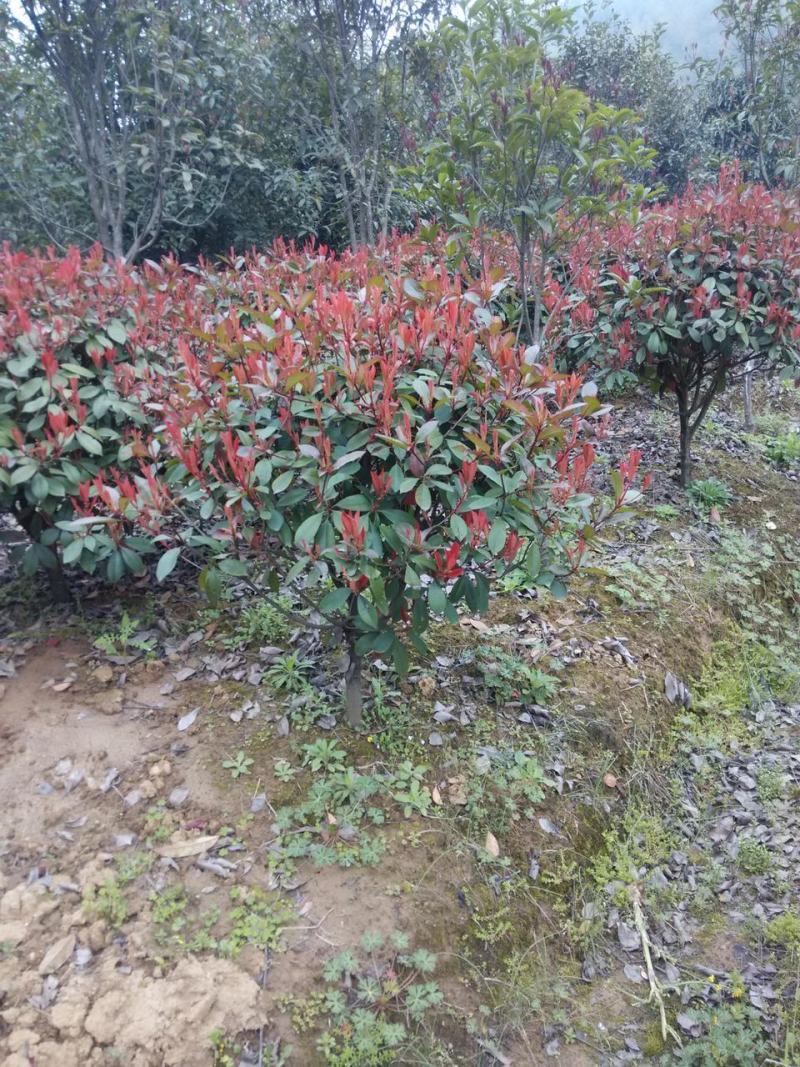 红叶石楠红叶石楠树2---10公分自产自销批发价