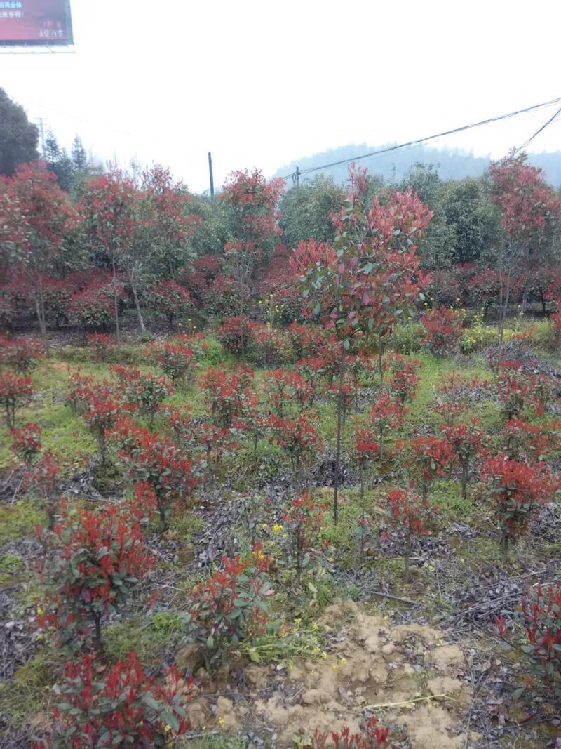 红叶石楠红叶石楠树2---10公分自产自销批发价